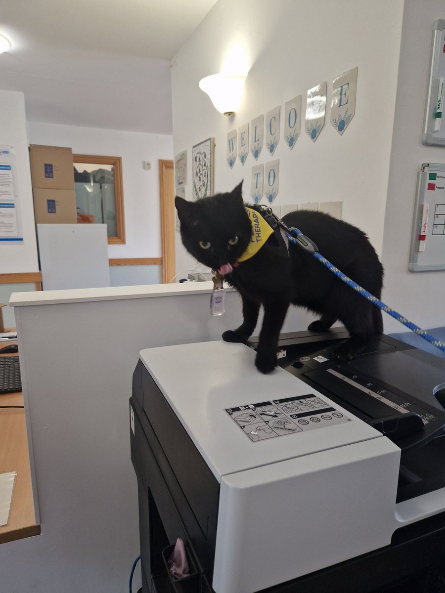 Bluebell enjoyed a lovely visit from a therapy cat bruce, the patients and staff loved him, this was Bruces first therapy session and he did so well 💙