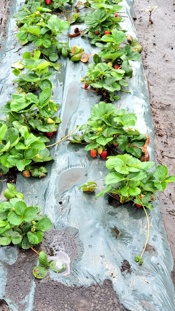 Palmer amaranth can be a problem weed in strawberry 🍓 production fields. Research <a href="/unlagrohort/">Nebraska Agronomy and Horticulture</a> faculty <a href="/UNL_EnvrHort/">Sam Wortman</a> indicates biodegradable mulch films can be used for weed suppression. <a href="/UNLExtension/">Nebraska Extension</a> <a href="/MarthaMamo3/">Dr. Martha Mamo</a>