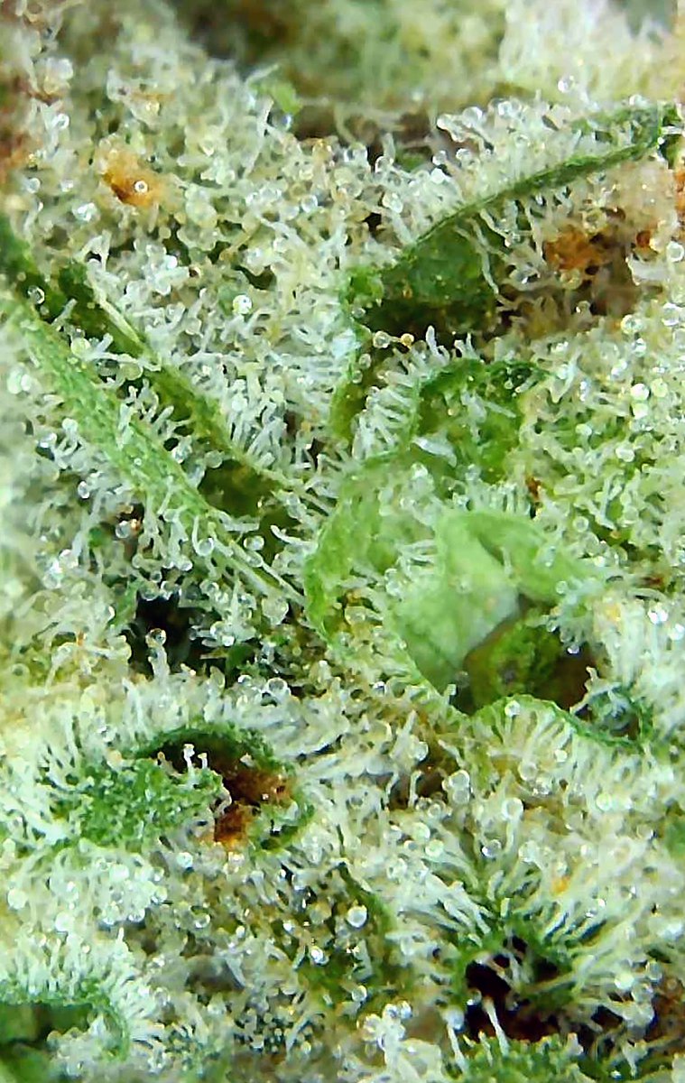 bcozbrand's tweet photo. #BCOZ ✨Chrome Cake 🍰
Available NOW for Central Delivery
➡️ Ontario
A fusion of BubbaKush, Cookies, & OG Kush Breath.
A taste of basil & cake batter 🤤
Expect a shiny exterior with super sticky trichomes✨
27.35%THC & 2.28% TERPs
Dominant Terps: Limonene & Caryophyllene https://t.co/kfuaHFxFK2