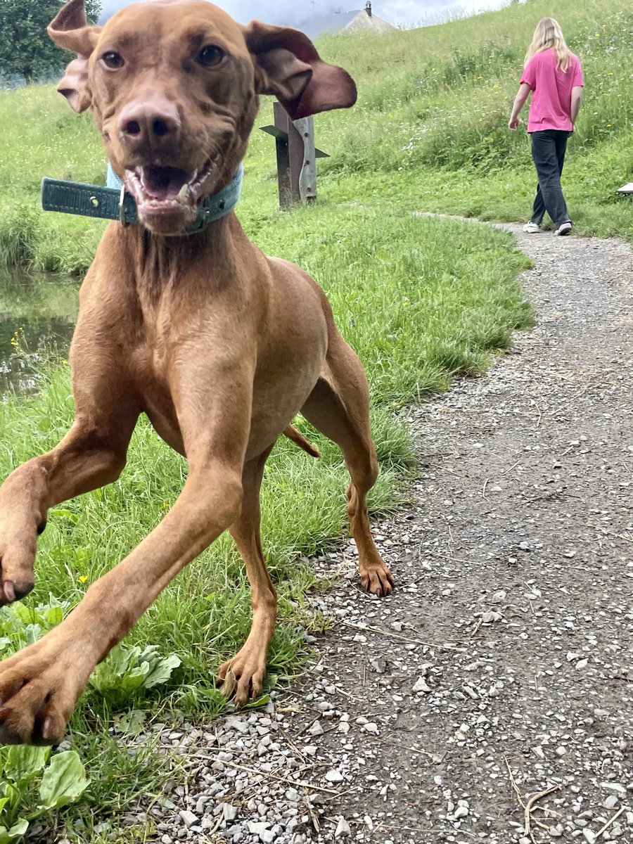 Nothing to see here but Bodie dog being her usual self.