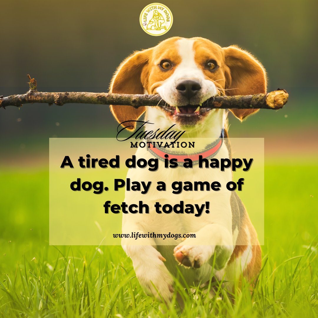LifeWithMyDogs9's tweet image. Keep your dog happy and active! Play fetch today for a tired but content pup. 🐕🌟Discover more dog information, visit lifewithmydogs.com #DogGames #FetchFun #ActivePets #lifewithmydogs