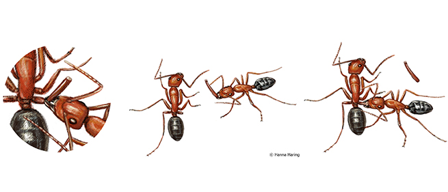 #Ants amputate legs to save the lives of fellows: study <a href="/CurrentBiology/">Current Biology</a> proves for the first time that animals use prophylactic #amputations and orientate the treatment to the type of injury. Congrats on this paper, Erik Frank <a href="/ETF1989/">Erik Frank</a> &amp; <a href="/unil/">Université de Lausanne</a>! ow.ly/mPHZ50SqJ6b