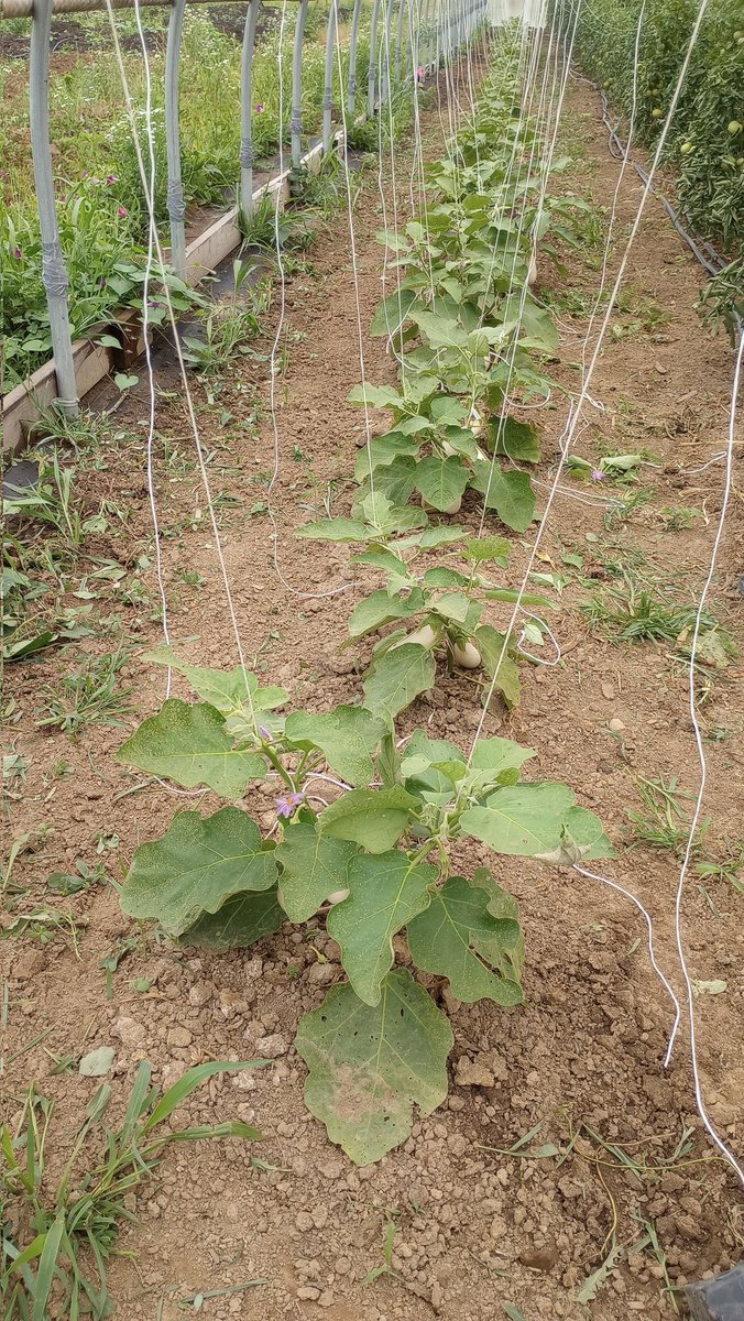 The Strawberry Scaries tweet media