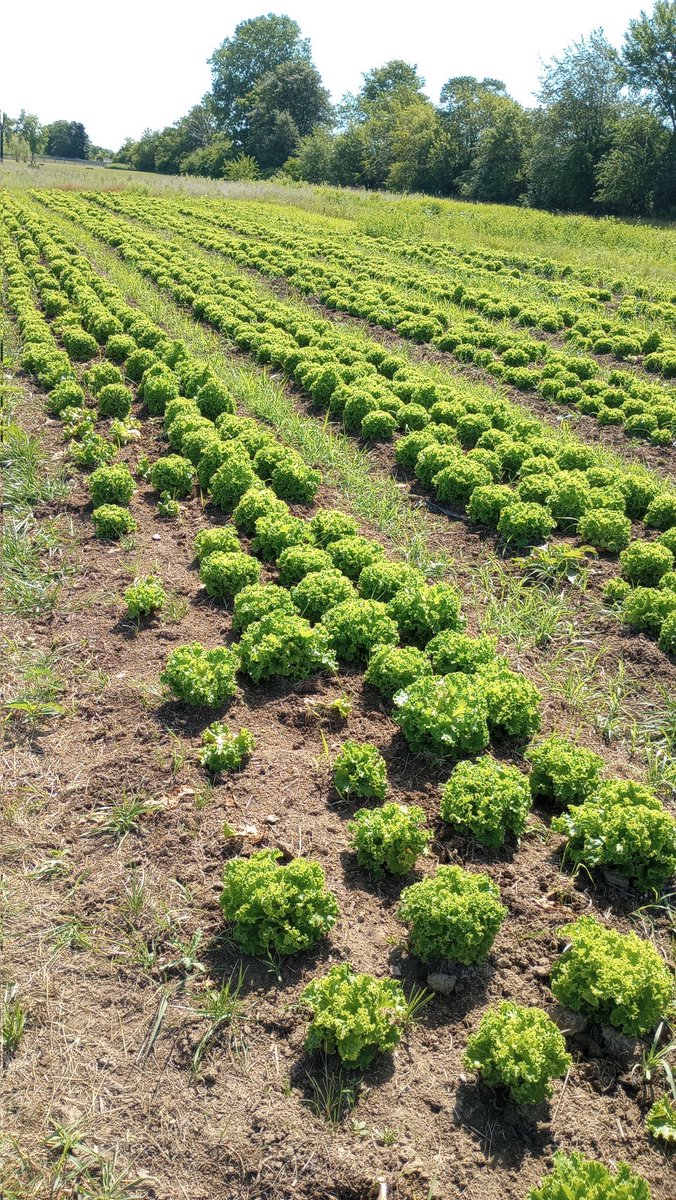 The Strawberry Scaries tweet media