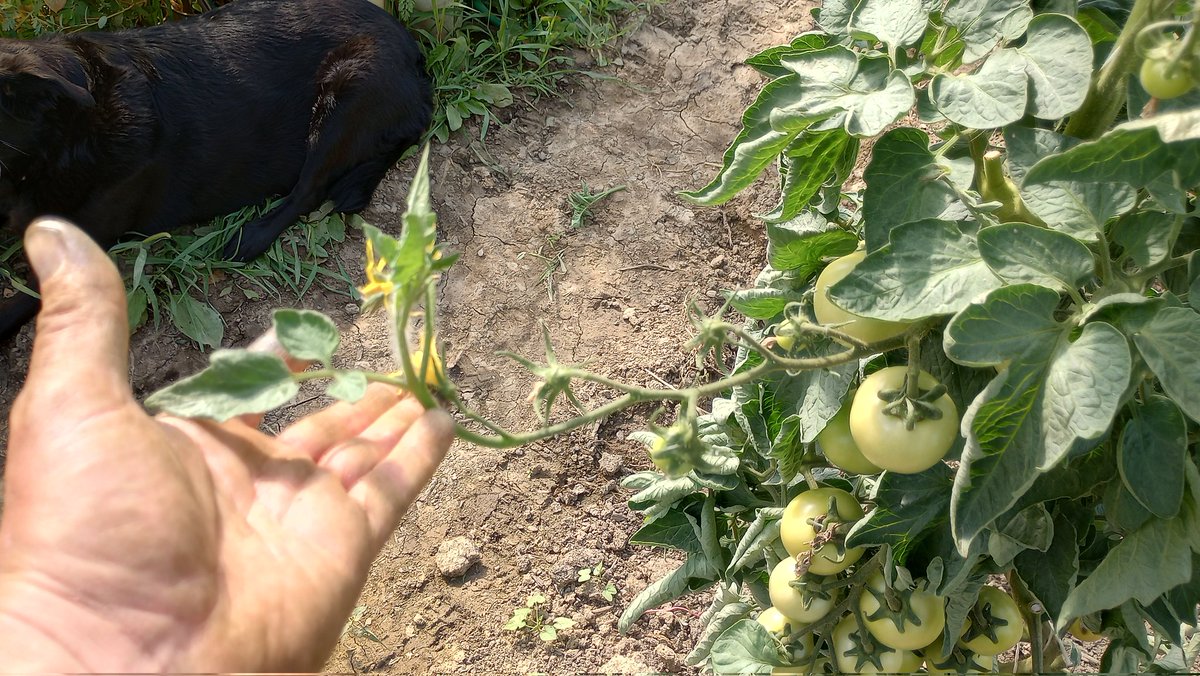 The Strawberry Scaries tweet media