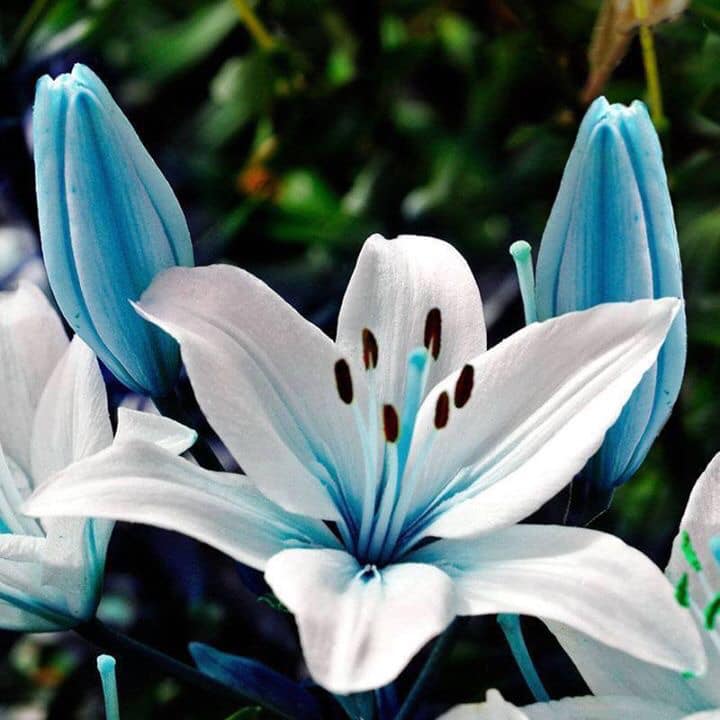 PoetryMom1978's tweet photo. @obligatraveler @intheolivegrov1 @OdetteDunn @pipeaway_travel @VisitEauClaire @LiveaMemory @CharlesMcCool @UnionGapWA @Adventuringgal @naturetechfam @HHLifestyleTrav @OanaRoua @drugstoredivas @E_Adventures365 @FitLifeTravel This week's #Top4Theme is #Top4Blue - share your pics &amp; tag host's @obligatraveler @intheolivegrov1 @OdetteDunn @pipeaway_travel 

Flower - TX
Night Sky - PA
Kettle - NJ
Blue Sky - CO https://t.co/CopPsbKnIn