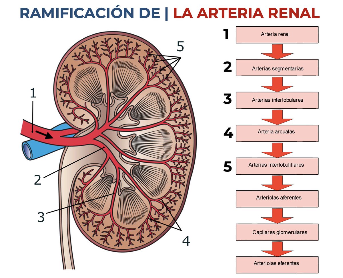 Ramificación de la arteria renal a su ingreso al hilio renal ⬇️⬇️

Para recordar:
📌La arteria segmentaria #POSTERIOR es la primera rama en la que se divide la arteria renal. 
📌El resto de las ramas corresponde a la división segmentaria anterior.

#SoMe4Pedsurg #Uroped #UroSoMe