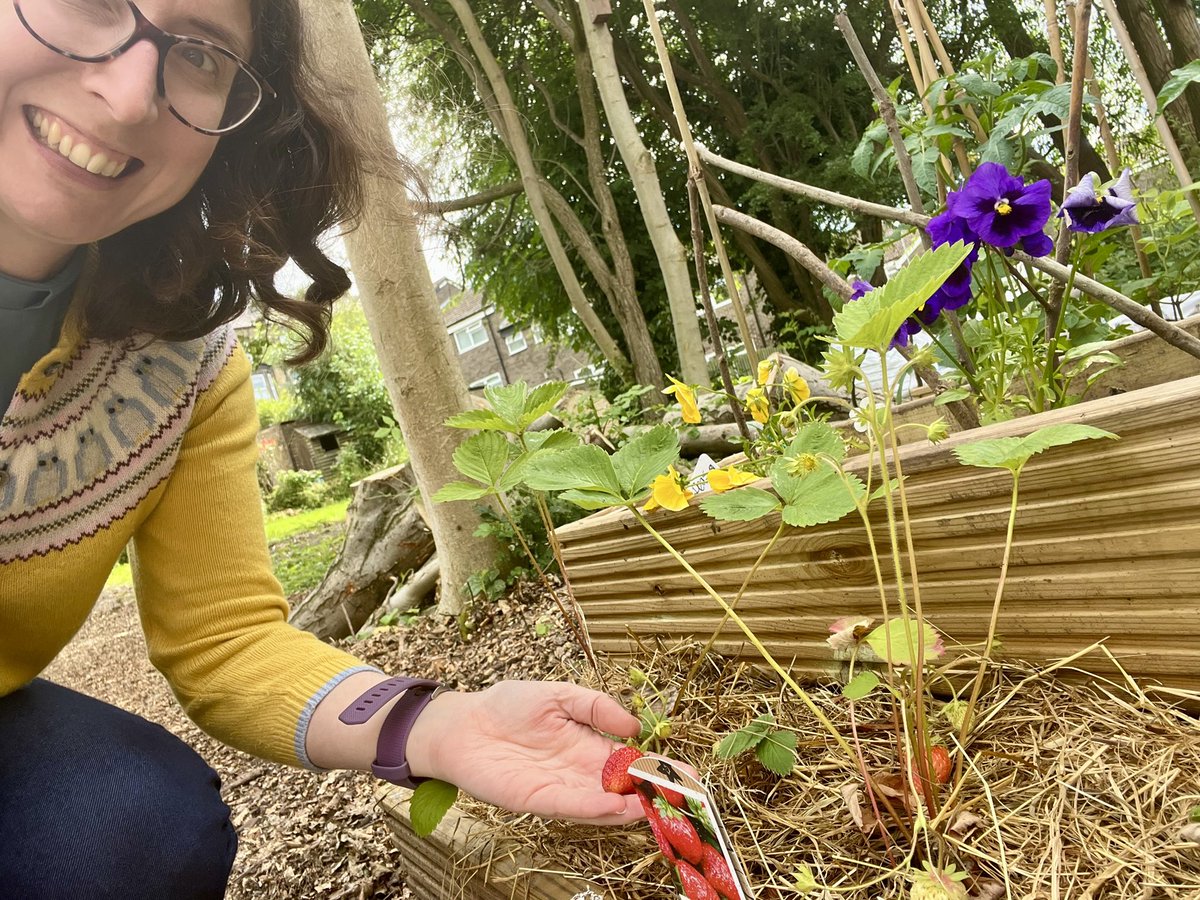 Nicola9Robinson's tweet photo. Super exciting to see for myself - the strawberries in our new community garden @StainbeckURC @ARochaUK https://t.co/sn6DAV8hBv