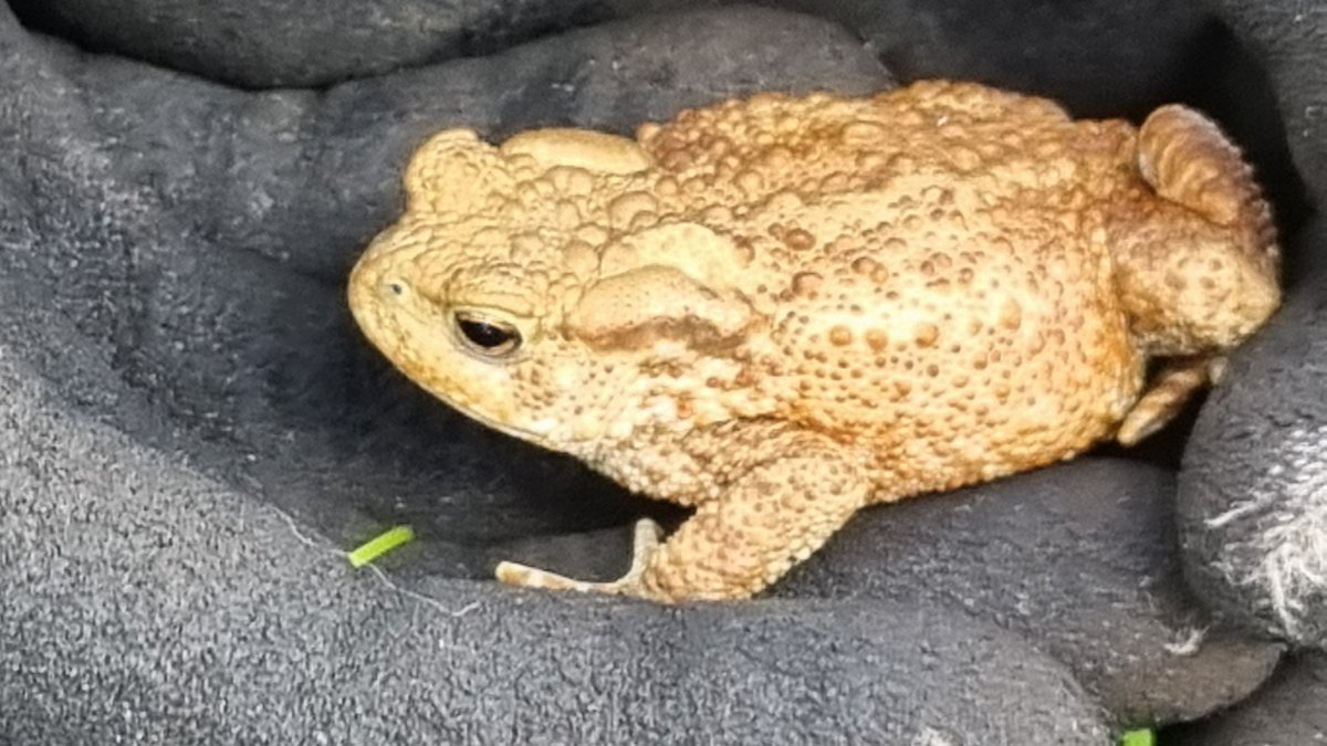 Becky Ward tweet media