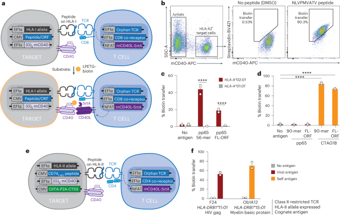 NatureBiotech's tweet photo. High-throughput discovery of MHC class I- and II-restricted T cell epitopes using synthetic cellular circuits https://t.co/kGqbHnKsxK https://t.co/UHNfJS53Fi