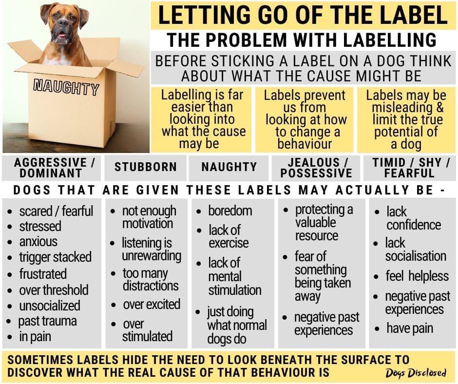 Dubs4Mutts's tweet image. ♥️Letting go of negative dog labels 🏷️
#DogTips #Dog101 #Dogs #DogTraining
#AdoptDontShop #FostersSaveLives 🐾