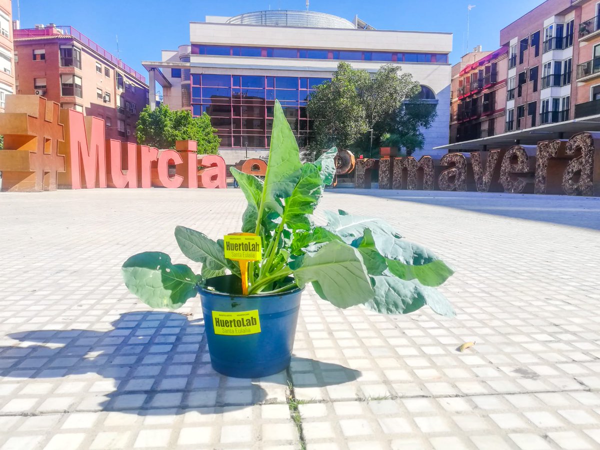 Acha, con lo bien que se estaría a la sombrica en HuertoLab.