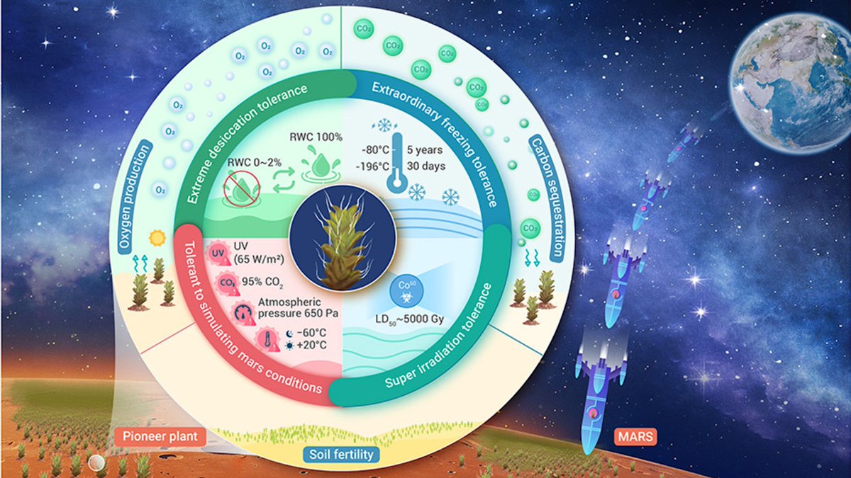 astrobiology's tweet photo. The Extremotolerant Desert Moss Syntrichia caninervis Is A Promising Pioneer Plant For Colonizing Extraterrestrial Environments https://t.co/sa2UV7cZ81 #astrobiology #spacebiology #plantbiology #spaceag #extremophile https://t.co/8UwHxnPBkY