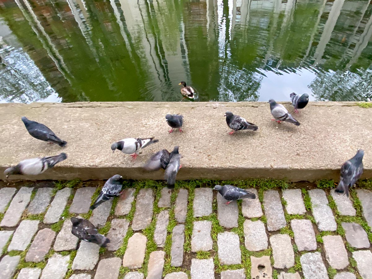 Dan Mennill tweet media