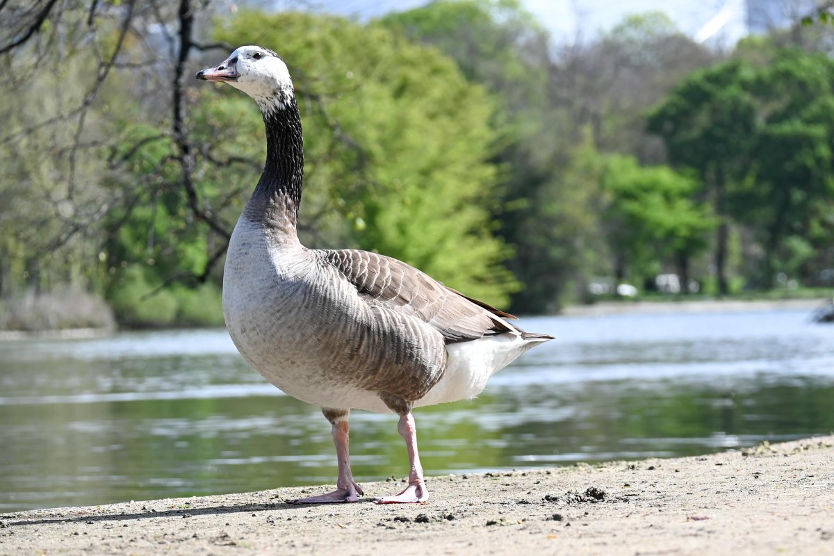 Dan Mennill tweet media