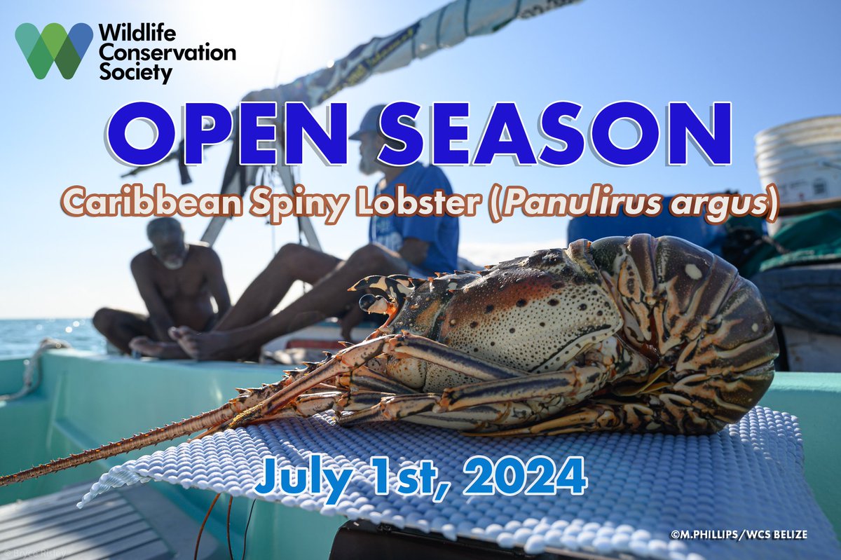 Wildlife Conservation Society Belize tweet media