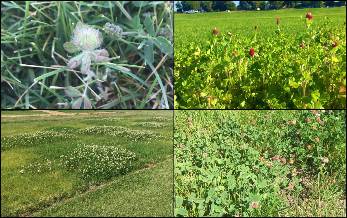 🥳Excited to share the first of my dissertation manuscripts is live! 

☘️Clover (Trifolium spp.) Inclusion in Kentucky Bluegrass (Poa pratensis) Lawns

doi.org/10.21273/HORTS…