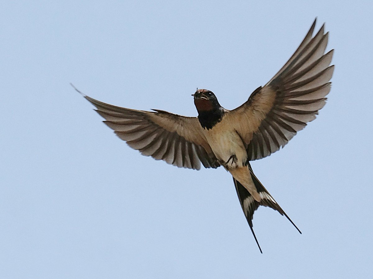 BigSootsImages's tweet photo. A Swallow inflight &amp; inbound with food for it's young. https://t.co/KBX8CHjO7P