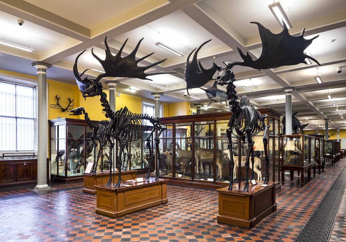 Join <a href="/lscarff/">Lynn Scarff</a> , Director of the National Museum of Ireland, on a special evening tour of the Dead Zoo where she will share personal highlights of the collection in the Ground Floor gallery of Natural History this Thursday 4th July @ 6pm
museum.ie/en-IE/Museums/…