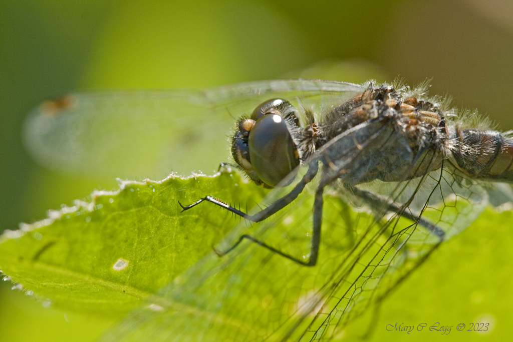 pogomcl's tweet photo. Black Darter, Sympetrum danae Canon 400D EF 100 2.8 f/5.7 1/250 iso: 400 Srbsko, Czech Republic 9/28/2007 #Odonata #Sympetrum #Dragonflies #Darters #Chasters #Insects #invertebrates #Macro #grasslands https://t.co/IGadz5gkdK