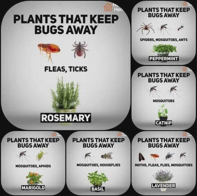 cooltechtipz's tweet image. Plants That Keep Bugs Away