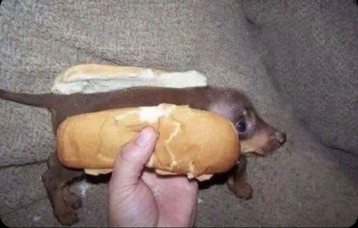 Bananilson Farofa (@popozudo1234) on Twitter photo 