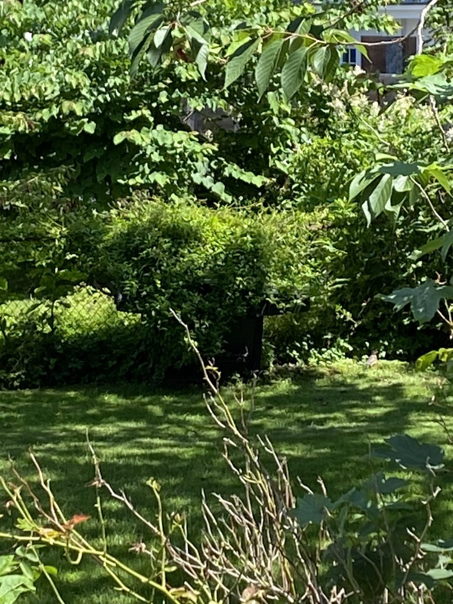 my neighbors barbecue seems to have evolved in the shimmer