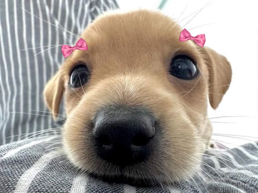 animalswithbows's tweet image. 