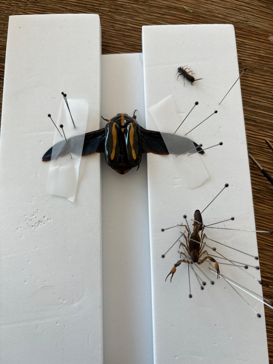 IsopPhe's tweet photo. I’m getting so much better at this bug pinning hobby!!
#bug #nature #animal #art #hobby #scorpion #beetle #insects #natureart #bugpinning #entomology #bugs #pridemonth2024 #gay #trangender https://t.co/hQeyNiaKJr