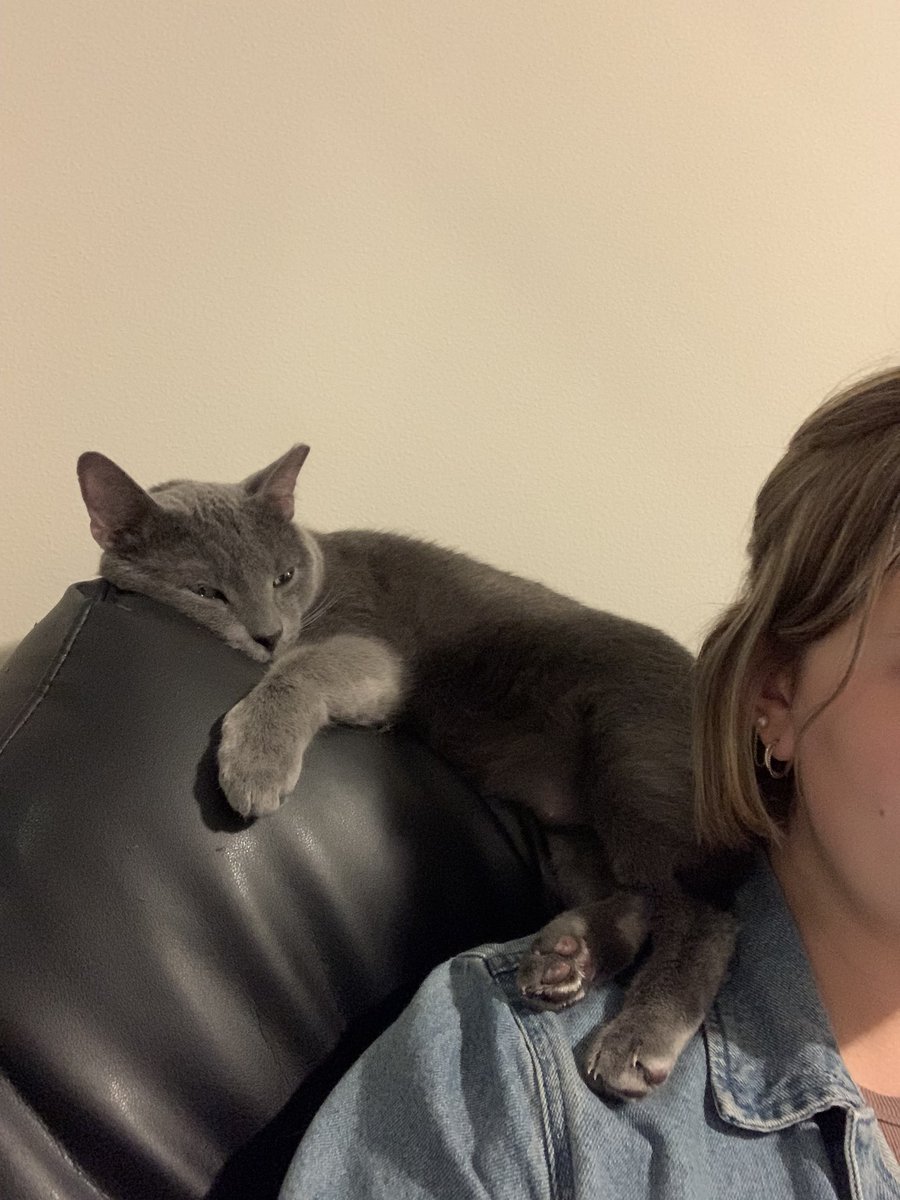 katiethomassss's tweet photo. @Baryon23 Happy gotcha day Ramses <3 it’s an honor to be ur footrest https://t.co/xCsKwiwkH5