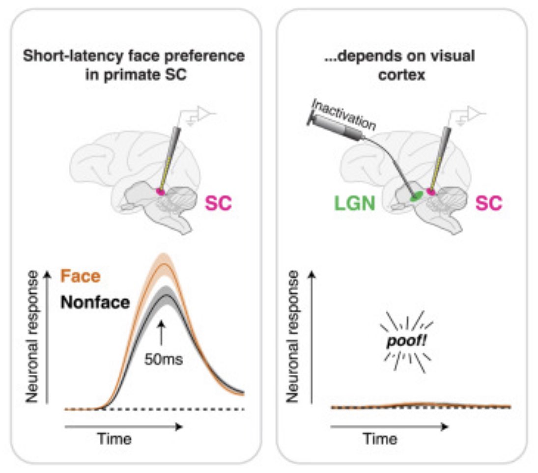 Our “face preference in SC” paper is out in <a href="/NeuroCellPress/">Neuron</a>! Here’s the TLDR and the #tweeprint
