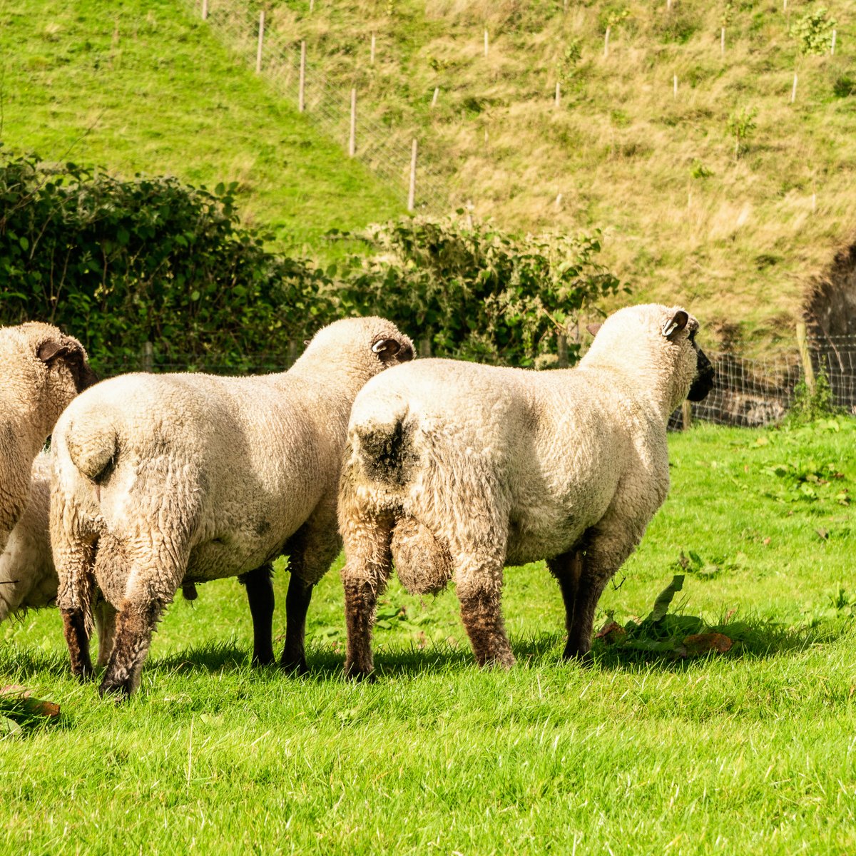 🐑 Over 20 % of rams fail a pre-breeding exam!, highlighted Dr David Charles. A thorough assessment of body condition, locomotion, vision, anatomic conformation and hashtag#semen hashtag#quality is critical to a successful reproductive season.

👉 dyneval.com/subfertile-ram…