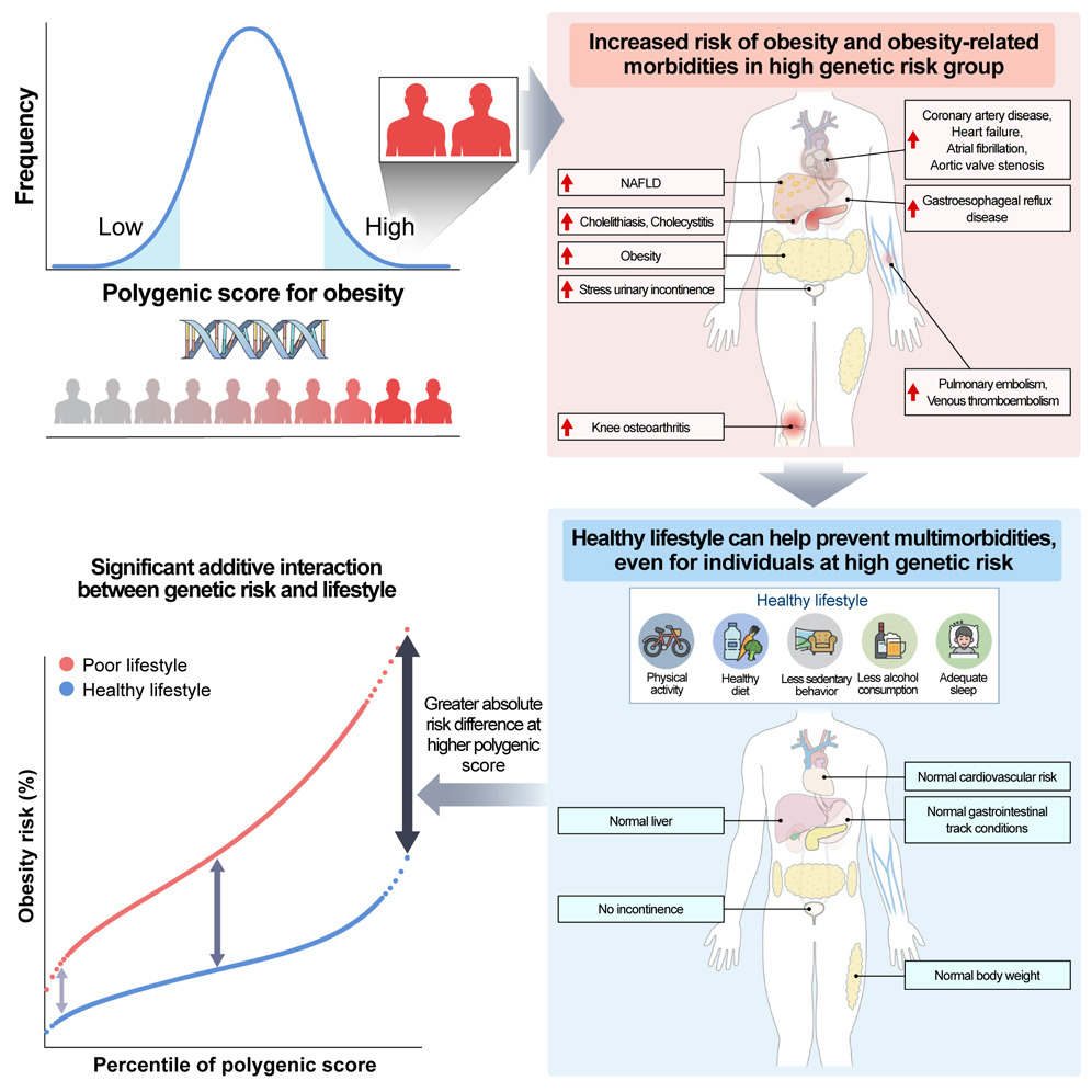 EricTopol's tweet photo. How does a polygenic risk score for obesity (BMI) interact with 5 lifestyle factors for outcomes in >330,000 @uk_biobank participants ? https://t.co/kUbAaXPFYn @Cell_Metabolism @MinSeoKim_MD
@amitvkhera @injeong_shim @aklfahed @pnatarajanmd @DoGenetics https://t.co/ds2McnnJPa