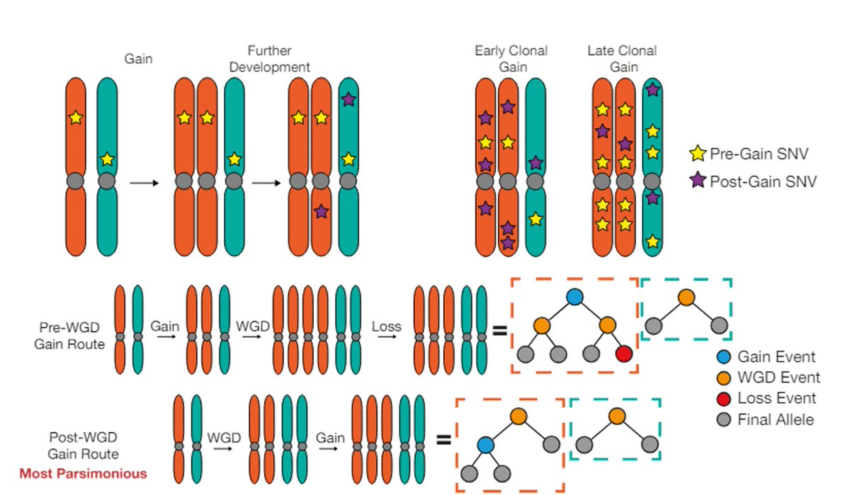 Elizabeth McKenna (@elizsmckenna) on Twitter photo Now online in <a href="/CD_AACR/">Cancer Discovery</a>: The History of Chromosomal Instability in Genome Doubled Tumors - by Toby Baker, <a href="/MaxGalder/">Maxime Tarabichi</a>, <a href="/VanLooLab/">Peter Van Loo</a> and colleagues doi.org/10.1158/2159-8… <a href="/TheCrick/">The Francis Crick Institute</a> <a href="/MDAndersonNews/">MD Anderson Cancer Center</a> Now online in <a href="/CD_AACR/">Cancer Discovery</a>: The History of Chromosomal Instability in Genome Doubled Tumors - by Toby Baker, <a href="/MaxGalder/">Maxime Tarabichi</a>, <a href="/VanLooLab/">Peter Van Loo</a> and colleagues doi.org/10.1158/2159-8… <a href="/TheCrick/">The Francis Crick Institute</a> <a href="/MDAndersonNews/">MD Anderson Cancer Center</a>