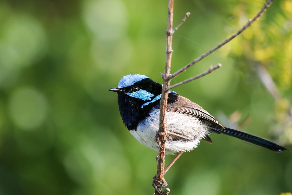 Dwarf Mongoose (@dwarf_mongoose) on Twitter photo 🚨NEW paper🚨 by brilliant #PhD student You Zhou using field #experiments on wild superb #fairywrens to provide compelling evidence (not just speculation) that noise #masks acoustic communication. With Rob Magrath
<a href="/EcoEvo_ANU/">Ecology&EvolutionANU</a> <a href="/BristolBioSci/">University of Bristol Biological Sciences</a> <a href="/asab_org/">ASAB</a>
doi.org/10.1016/j.anbe… 🚨NEW paper🚨 by brilliant #PhD student You Zhou using field #experiments on wild superb #fairywrens to provide compelling evidence (not just speculation) that noise #masks acoustic communication. With Rob Magrath
<a href="/EcoEvo_ANU/">Ecology&EvolutionANU</a> <a href="/BristolBioSci/">University of Bristol Biological Sciences</a> <a href="/asab_org/">ASAB</a>
doi.org/10.1016/j.anbe…