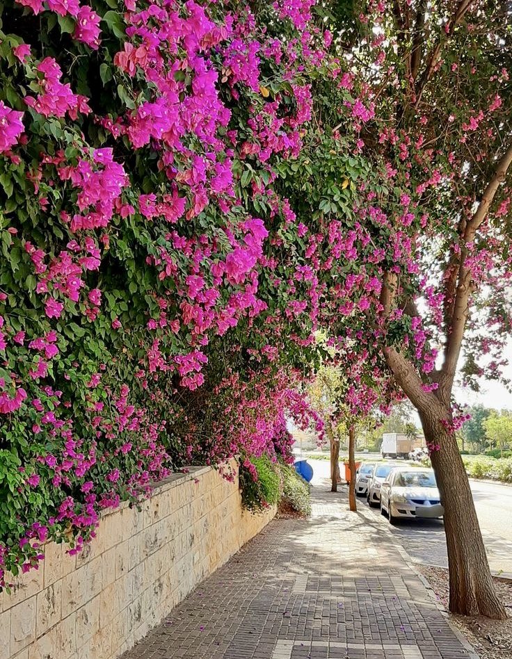 Alqutub_'s tweet photo. "مارس التلميح لكن لا تبوح"

 منظر الورد بمكانه افضل من قطفها، واحيانًا الغيوم تكون اجمل من المطر ✈️ https://t.co/OjEvCSjgGz
