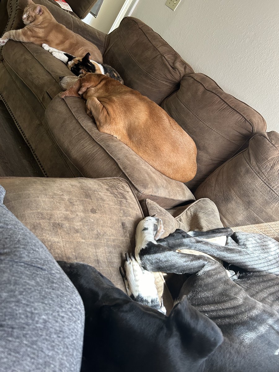 morlcode's tweet image. Woke up late today and having a hard time motivating. This doesn't exactly help me wake up. Lazy jerks. 😂😂😂 #amwriting (&lt;----kinda, maybe, not really)