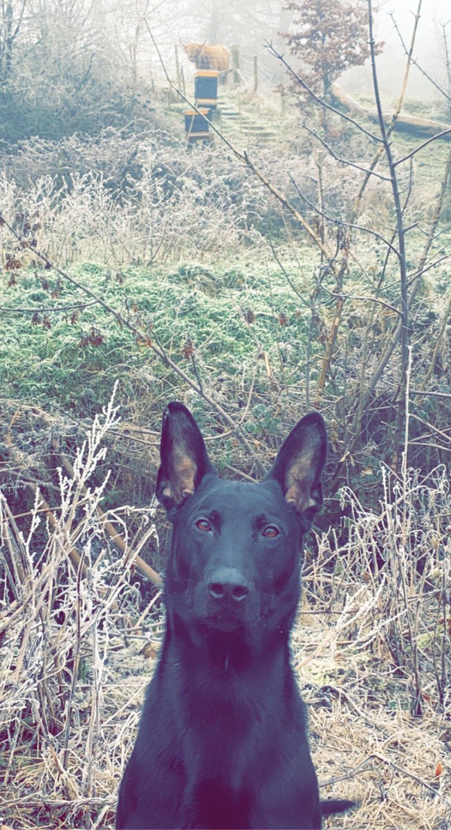 Scottish Police Dog Memorial tweet media