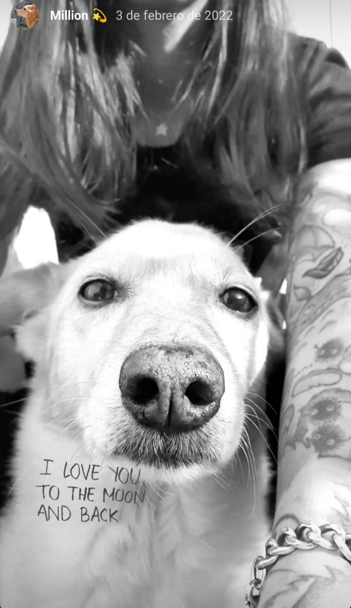 Tempomantis tweet media