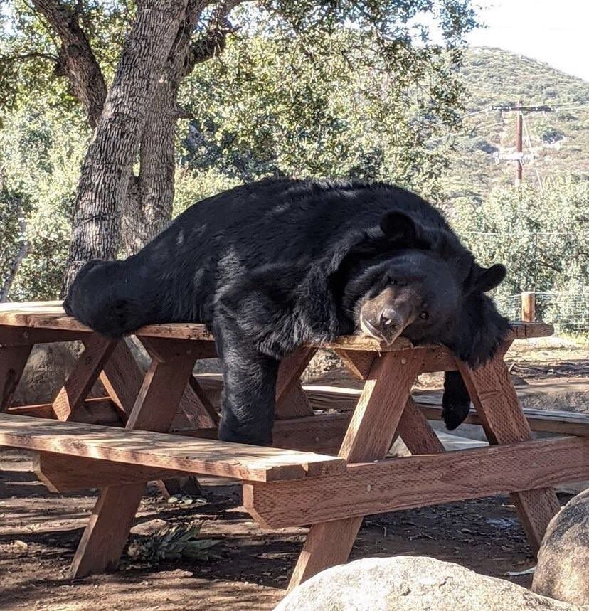 One of my favorite things is watching bears discover the life changing invention that is the picnic table.