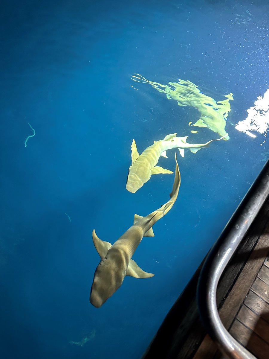 AngliaCM's tweet photo. Our Case Manager Sarah Fisher recently got back from the Maldives and shared these wonderful photos from her diving whilst she was out there!  🐟🌊📷 https://t.co/zjWbbcNNSd