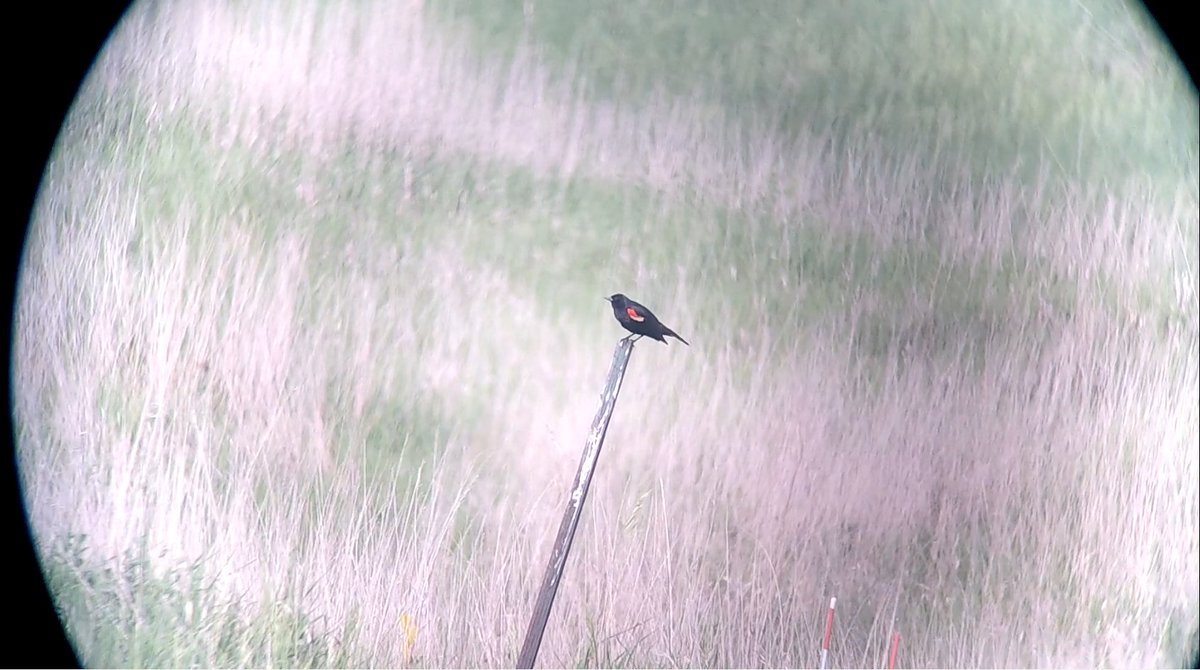 NDSU_ECS's tweet photo. Another Tuesday, another grad student shoutout! Today we're recognizing Taylor Aliferis from NDSU's Biological Sciences Department. Taylor studies how Red-winged Blackbirds respond to drones of different sizes and speeds, aiming to improve drone monitoring and hazing practices. https://t.co/0cZ2QHPwmk