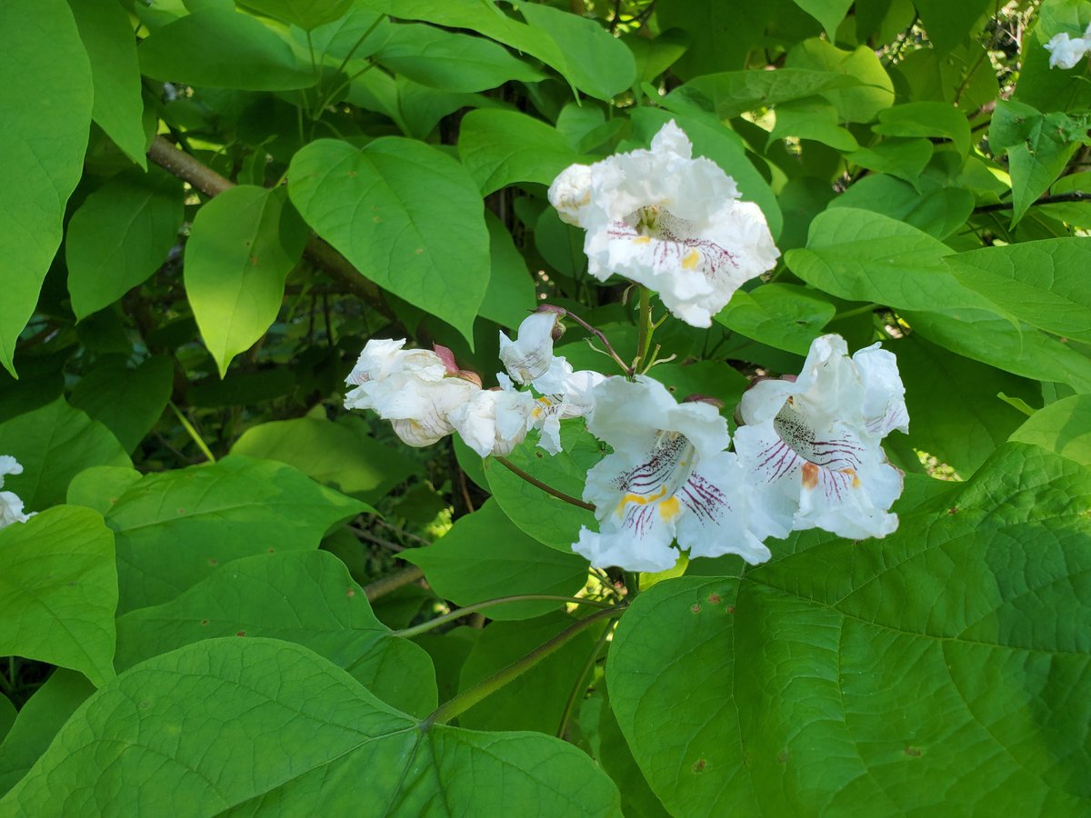 FrederictonBotanicGarden tweet media