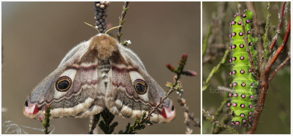 fochtelooerveen info tweet media