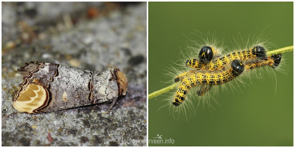 fochtelooerveen info tweet media