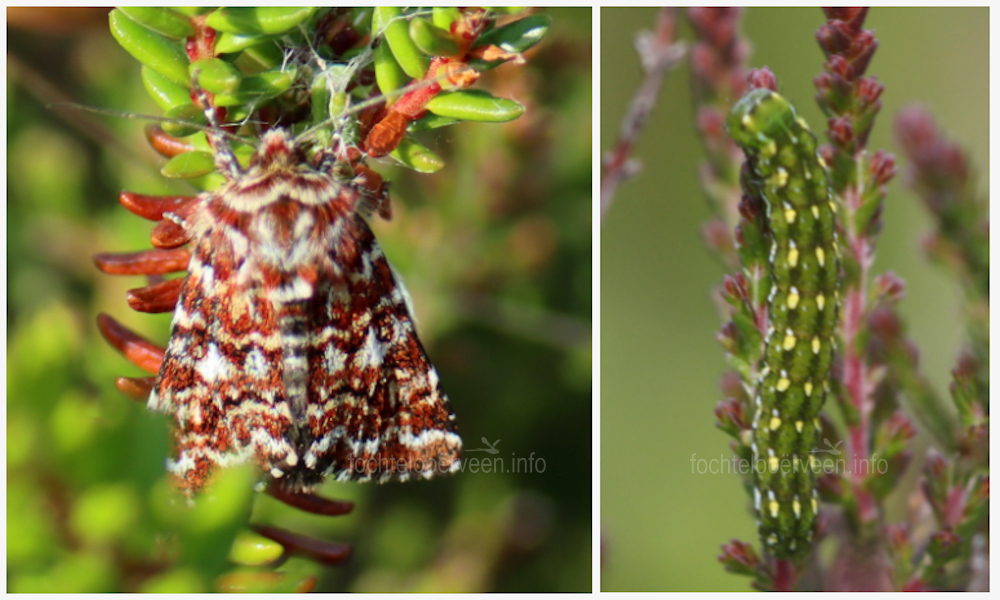 fochtelooerveen info tweet media