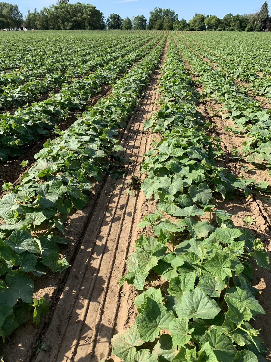 Mike Pasztor 🌽🌱🌾🐂🐷🥒🌶 tweet media