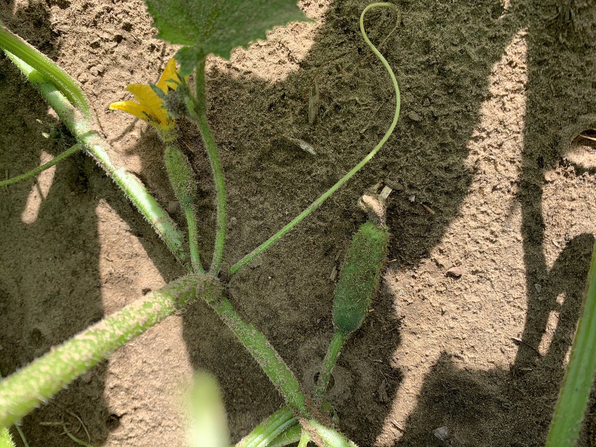 Mike Pasztor 🌽🌱🌾🐂🐷🥒🌶 tweet media