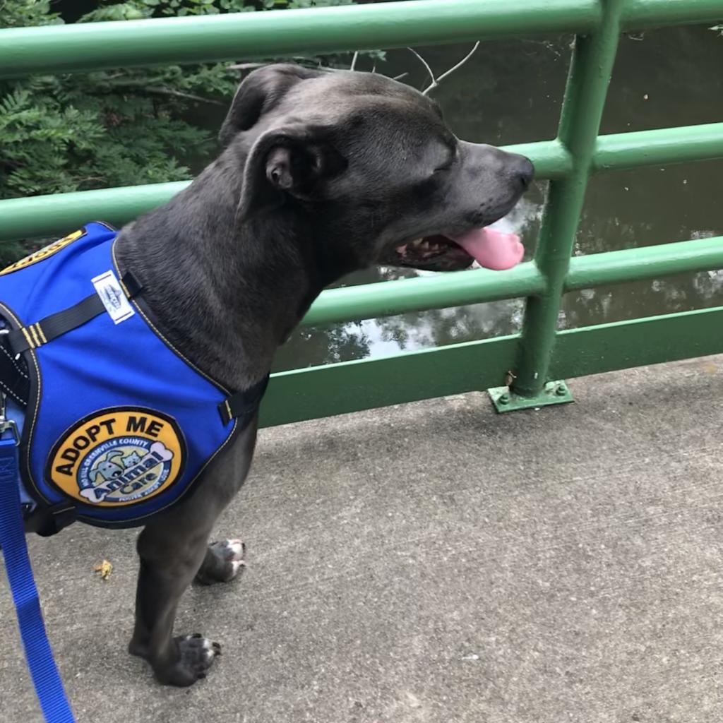GvlAnimalCare's tweet photo. 2 year old Bert is this week’s #TeamFavoriteTuesday pick!! He’s been on DDO multiple times, and they ALWAYS have great things to say. 💕 

Come meet Bert TODAY! Walk-ins welcome from 12-5 PM, Monday-Saturday OR call or text our lifesaving team at (864) 467-3985! https://t.co/WJvXy1IZcL