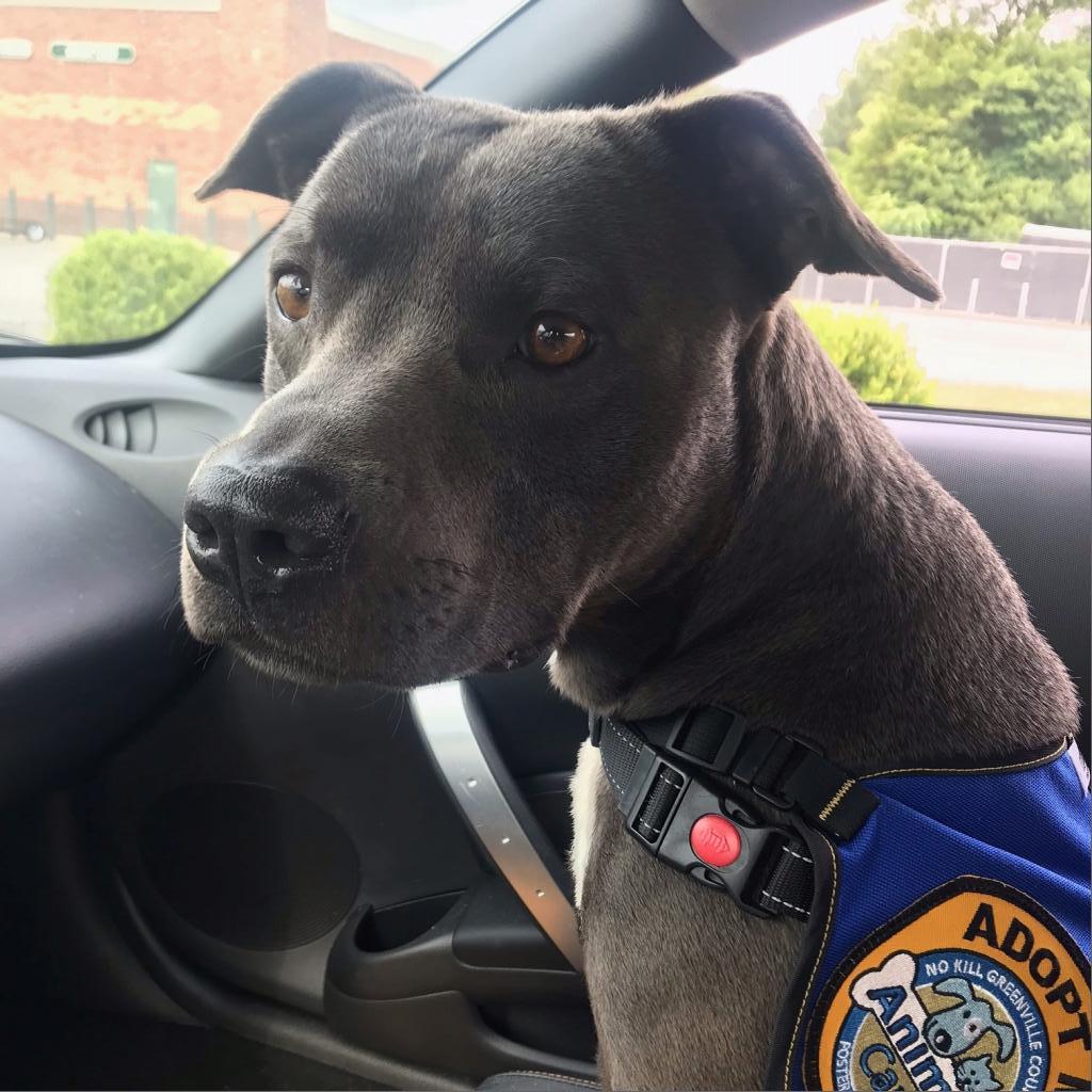 GvlAnimalCare's tweet photo. 2 year old Bert is this week’s #TeamFavoriteTuesday pick!! He’s been on DDO multiple times, and they ALWAYS have great things to say. 💕 

Come meet Bert TODAY! Walk-ins welcome from 12-5 PM, Monday-Saturday OR call or text our lifesaving team at (864) 467-3985! https://t.co/WJvXy1IZcL